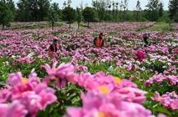 绽放的盛宴奎屯市第三届芍药花文化旅游节盛大开幕