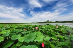 荷池绽放宛若仙境，海湾国家森林公园举办荷花节