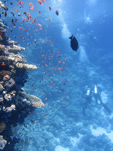 探秘深海奇境——杭州海底世界门票背后的奇幻旅程